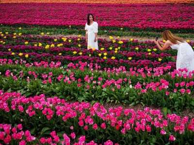 �o�˙C���ĵ������㻨�� �ʬF(xi��n)�׺ξ��l֮��