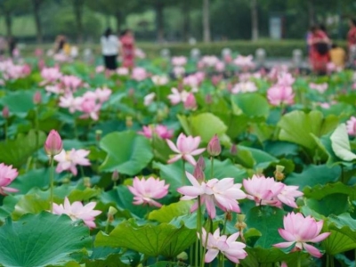 ���K�Ͼ����ɻ�ʢ�_������