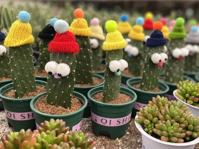 �M���l(xi��ng)������ġ��������